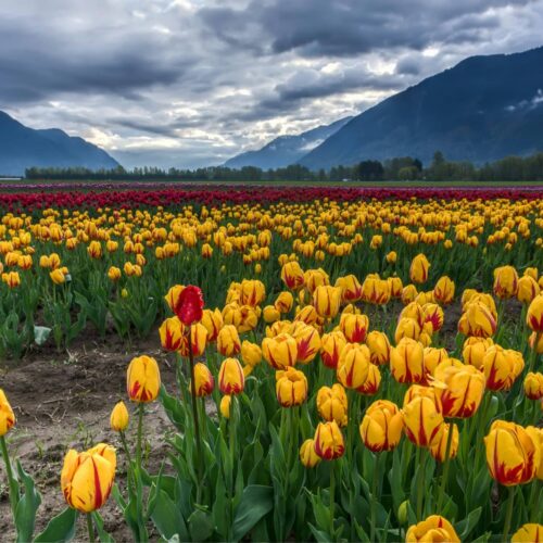 Tulip Festival – April 27