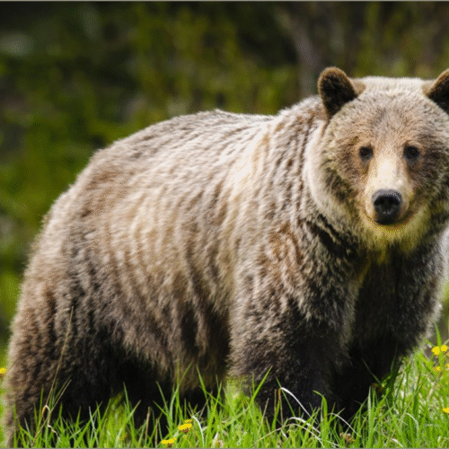 BC Wildlife Park – Oct 4