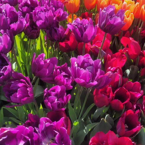 Tulip Festival – April 25