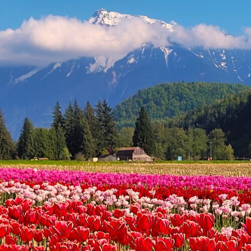 Tulip Festival – May 3