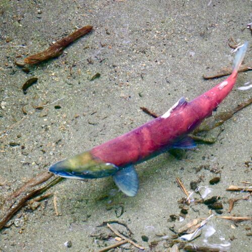 Salmon Run – Oct 17